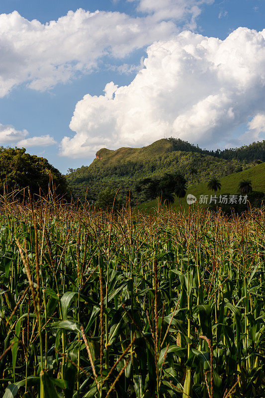 田间蔬菜/城市-玉米地